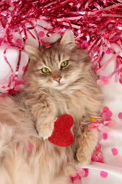 A fluffy cat Stock Photos