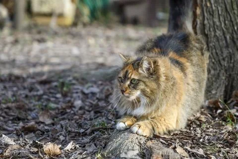 Fluffy cat Stock Photos