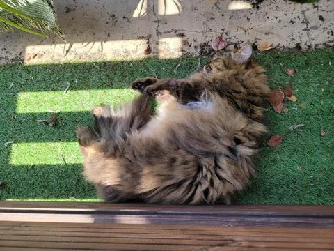 Fluffy cat Stock Photos