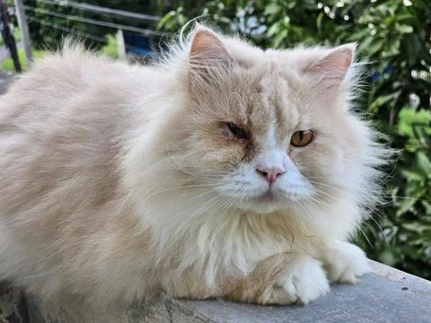 A Fluffy Cat 스톡 사진