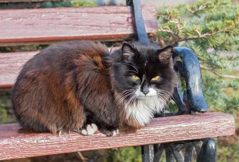 Fluffy cat Stock Photos