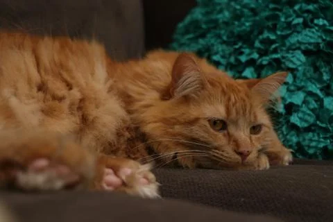Fluffy Cat with Pillow Stock Photos