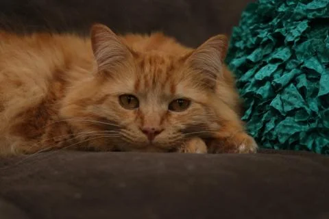 Fluffy Cat with Pillow Stock Photos