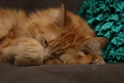 Fluffy Cat with Pillow 写真素材