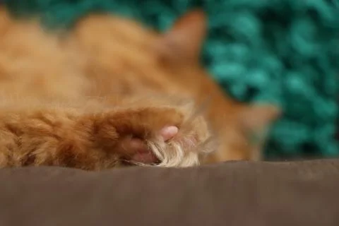 Fluffy Cat with Pillow 写真素材