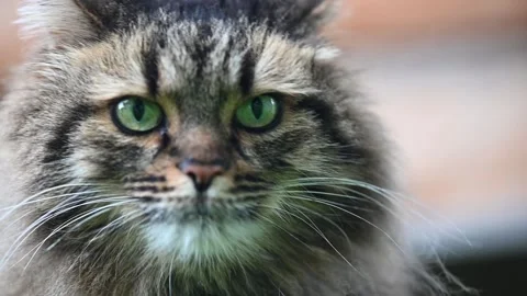 Fluffy cat playfully licking its nose while basking in the warm sunlight Stock-Footage 290046279