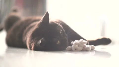 Fluffy cat playfully lies on the white floor and bask in the sun Stock Footage 138930241