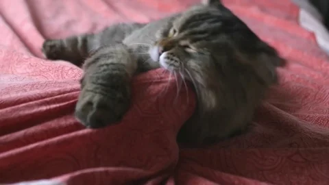 A fluffy cat is playing with a hand under the veil, biting, grabbing. slowmotion Stock Footage 81179840