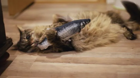 A fluffy cat is playing with a jumping toy fish. Stock Footage 168382530