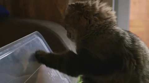 A fluffy cat is playing with a plastic lid, beating it with a paw. close-up Stock Footage 81179470