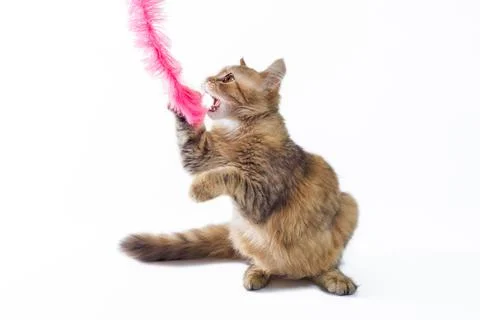 Fluffy cat playing on white background Foto stock