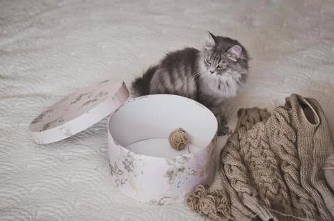Fluffy cat plays with a round box 966. Stock Photos