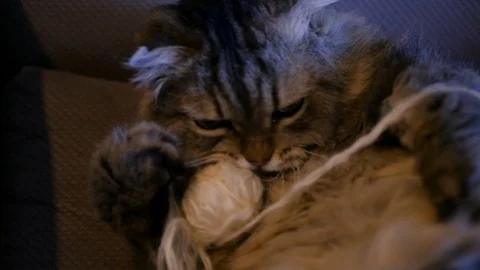 Fluffy cat plays with a white ball, takes it in the mouth. HD, 1920x1080, slow Stock Footage 104411287