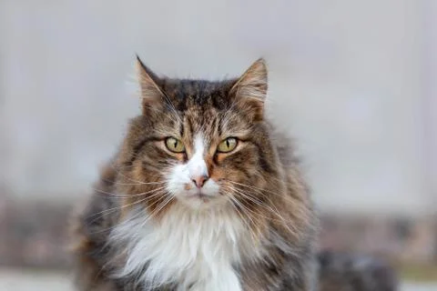 Fluffy cat portrait Stock Photos