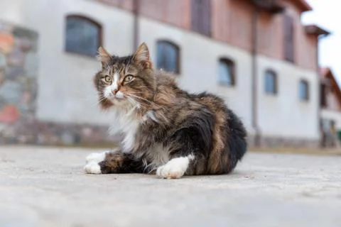 Fluffy cat portrait Stock Photos