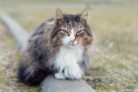 Fluffy cat portrait Stock Photos