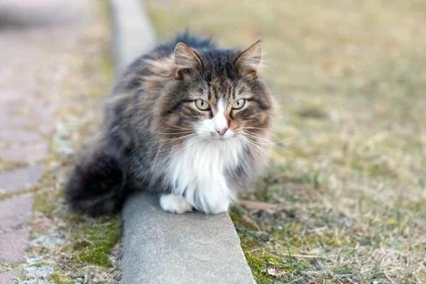Fluffy cat portrait Stock Photos