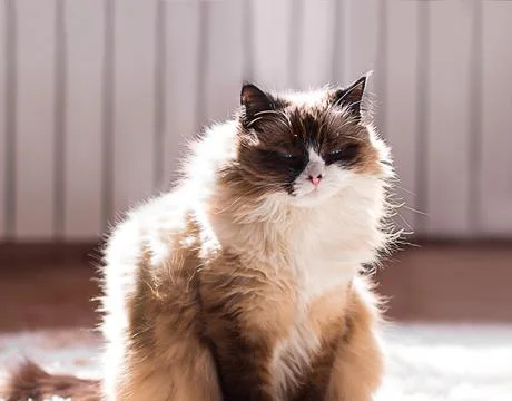 Fluffy cat of ragdoll breed squints her eyes, sitting and dozing Stock Photos