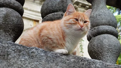 Fluffy cat with red and white fur sits on stone fence Stock Footage 204764402