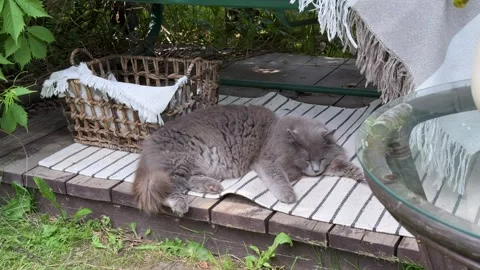 Fluffy Cat Relaxing Beneath Decorated Garden Swing in Cozy Backyard Retreat Stock Footage 336601346