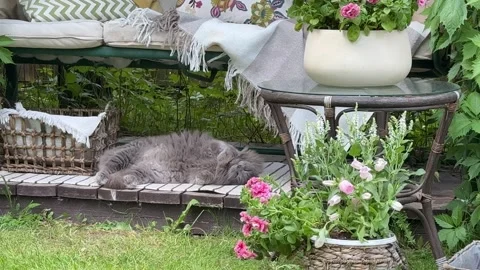 Fluffy Cat Relaxing Beneath Decorated Garden Swing in Cozy Backyard Retreat Stock Footage 336601398