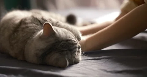 Fluffy cat resting on a bed Stock Footage 338398159
