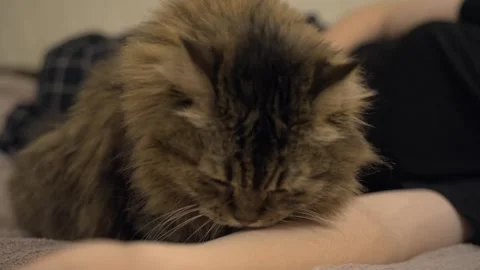 Fluffy cat resting on a bed Video stock 347371785