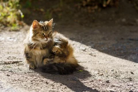 Fluffy cat resting on dirt path during sunny afternoon in garden area Stock Photos