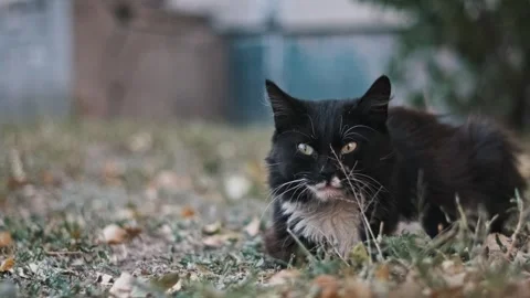 Fluffy Cat Resting in the Grass Stock Footage 284875033