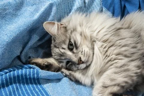 Fluffy Cat Resting on Sofa Stock Photos