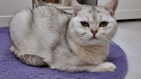 Fluffy cat resting on a soft surface in a cozy indoor setting during daytime Stock Footage 308344730