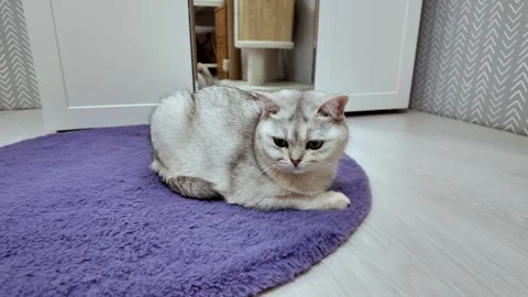 Fluffy cat resting on a soft surface in a cozy indoor setting during daytime Stock Footage 308380914