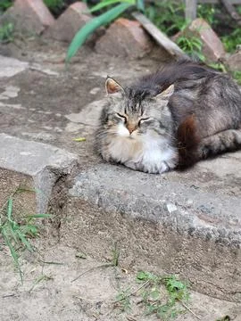 Fluffy Cat Resting on Steps 스톡 사진
