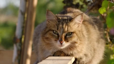 Fluffy cat resting on a wooden surface Stock Footage 301528233