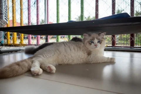 Fluffy cat rests beneath a hammock Stock Photos