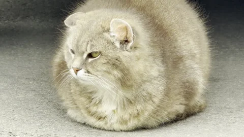 Fluffy Cat Rests in Loaf Position on Asphalt During Light Rain Stock Footage 336089926