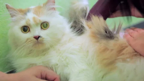 A fluffy cat is shaved with an electric razor Stock Footage 120425538