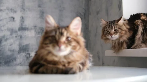 Fluffy cat siting at table,big daddy cat on window, domestic cats Stock Footage 310723247