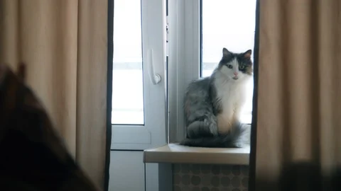 Fluffy cat sits on the windowsill and watches his master Vídeo Stock 98088197