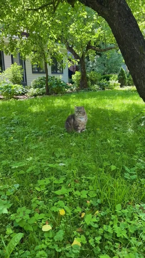 Fluffy Cat Sitting and Walking on Lush Green Lawn Vídeos de archivo 341132941
