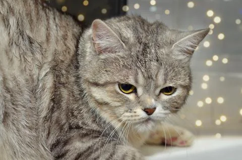 Fluffy cat sitting on the background of the window. 写真素材