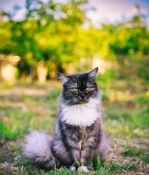 A fluffy cat is sitting on the grass and look away Stock Photos