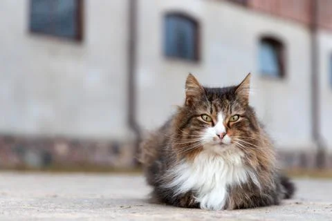 Fluffy cat sitting on the  ground Foto stock