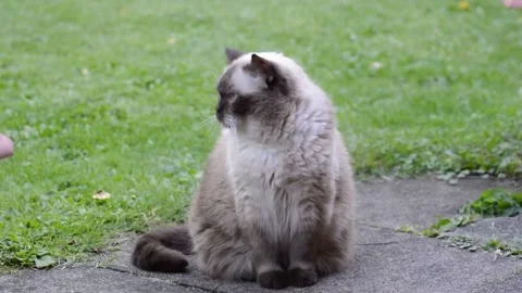 Fluffy cat sitting outdoors. Stock Footage 305290931