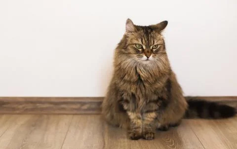 The fluffy cat is sitting. Stock Photos