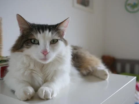 Fluffy cat sitting on table indoor Stock Photos