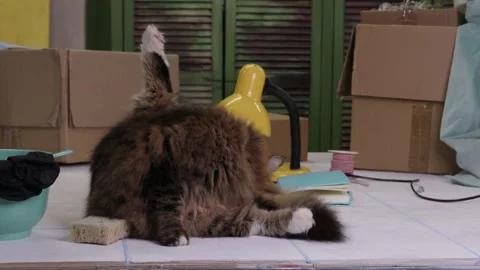 Fluffy cat sitting on table watching female designer cleaning her creative works Stock Footage 328604804