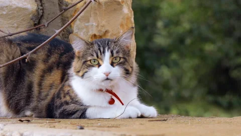 Fluffy cat sitting on a wall, staring to the camera Stock Footage 142344491
