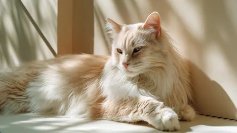 Fluffy cat sitting by the window basking in warm sunlight Video stock 314718020
