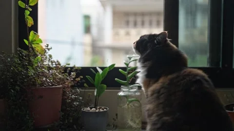 Fluffy Cat Sitting by Window with Green Plant Stock Footage 316476398